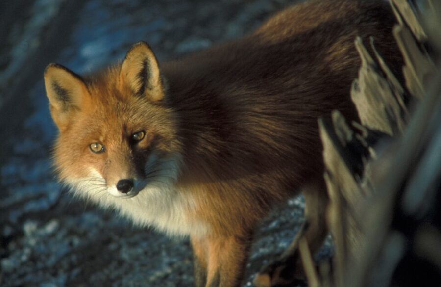Imagen de una zorra, conocida en Galicia como raposa.
